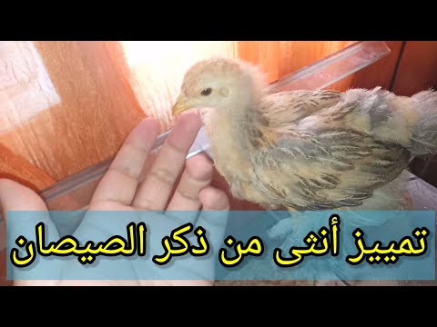 فيديو: كيف تحدد جنس الدجاجة؟ عادات الدجاج