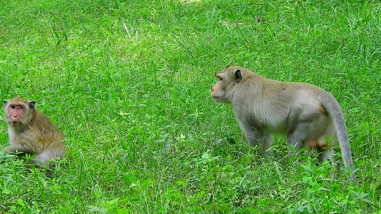 MG ! Why king monkey Skippy fight PE like this