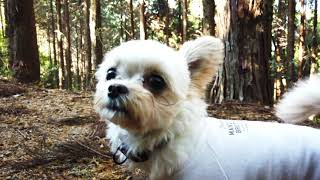 ワンコの森あそび - WansLaugh 公式WEBサイト | ワンズ・ラフ『森×犬』