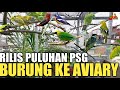 RILIS PULUHAN PASANG BURUNG DI AVIARY