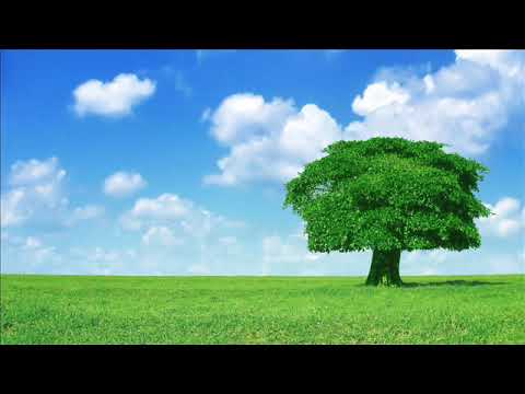 الجزء الخامس القران الكريم بصوت الشيخ مشاري العفاسي