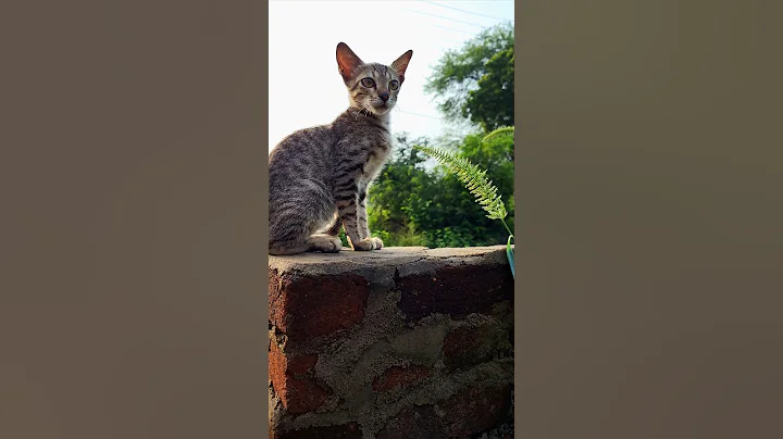 Video 9658101: cats meow funny animals, cat funny entertainment animals