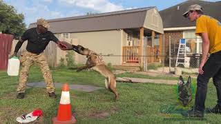 Bungee Bite Work With Sage