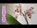 珍奇蝴蝶蘭 林登斑馬 花香花美 一個月無人照顧照開花18/5/2023