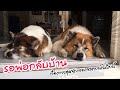 รอพ่อกลับบ้าน..เรื่องราวสุดจริงของหมาบนโลกใบนี้🐶 | ตูนหมาบางแก้ว ThaiBangkaewDog