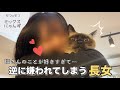 【片想い】長女にだけはぜっっったいに懐かない猫 #52