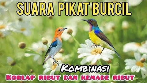 Suara Pikat Burcil Kombinasi Kolibri Manggar Ribut Dan Kemade /Cabean Ribut