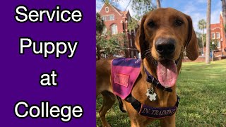 College Day With A Service Puppy [CC] by Mars Service Dog 7,395 views 1 year ago 7 minutes, 39 seconds