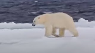 At the Snow Edge | A Boy among Polar Bears | BBC Studios