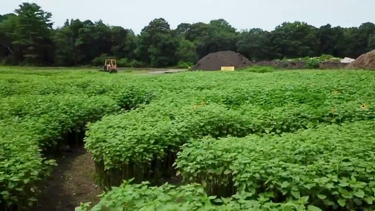 Clark Farms Sunflower Stroll 2023!