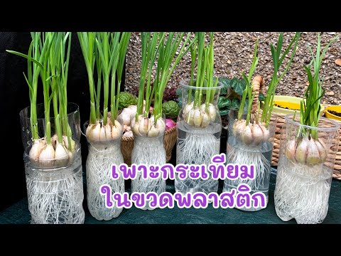 GROWING GARLICS in plastic bottles 🧄🌱 เพาะกระเทียมในขวดพลาสติก🧄🧄🌱🌱