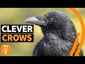 Understanding Corvid Intelligence and Behavior
