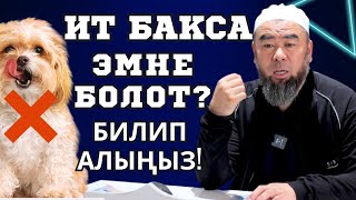 видео: ИТ БАКСА БОЛОБУ ШАРИЯТТА КАНДАЙ КАРАЛАТ? ИТ БАКСА ЭМНЕ БОЛОТ? картинка: ИТ БАКСА БОЛОБУ ШАРИЯТТА КАНДАЙ КАРАЛАТ? ИТ БАКСА ЭМНЕ БОЛОТ?