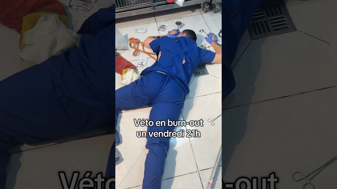 Mon némésis canin #linkinpark #michaelbay #chihuahua #chien #vetlife #dog #doctor #vet