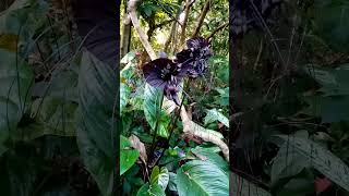 ? Guess what friends ?? viral nature beautiful forest flowers blackcolour