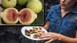 Figs Green Picone - Picking in the rain before the figs split