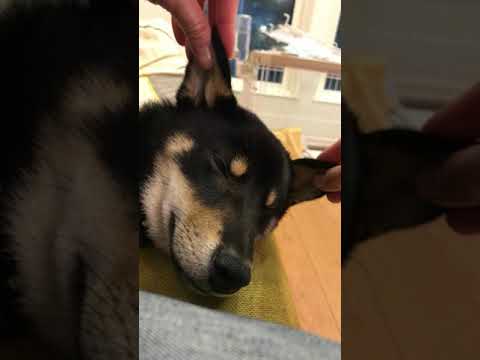 豆柴テン 耳を触ると寝てしまう Shiba Inu Youtube 豆柴テン 耳を触ると寝てしまう Shiba Inu Youtube