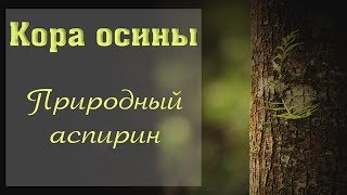 Кора осины польза и вред // Лечебные свойства // Настойка // От простатита