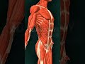 3D human  muscles detail | 3D view of muscles | #3d #3danatomy #3Danatomyofmuscles @SmartDoctor1