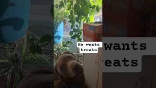 SPOILED DOG! HE WANTS TREATS ALWAYS #shorts #shortsvideo