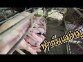 บุกฟาร์มแม่หมู พ่อพันธุ์ แม่พันธุ์หมู ดูลูกหมูพึ่งคลอด/คนเลี้ยงหมู Channel