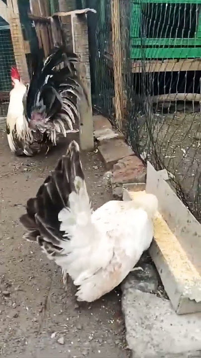 Ayam Kate Indonesia #remix #dj #ayam #ayamkateasliindonesia #chicken #ayamkateindonesia