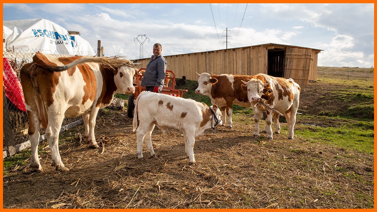 O zi din viața tatălui meu la ferma de vaci: Mulsul, hrănirea și curățarea grajdului
