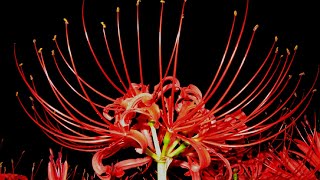 《天地万象》妖艶な赤いヒガンバナ(彼岸花・曼珠沙華)▪Red spider lily▪