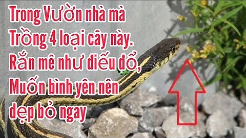 Trong Vườn nhà mà trồng 4 loại cây này. rắn mê như điếu đổ, muốn bình yên nên dẹp bỏ ngay.