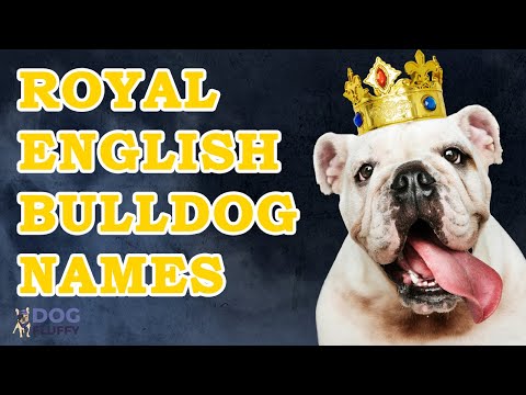 Top 10 Royal English Bulldog Names | Dog Fluffy