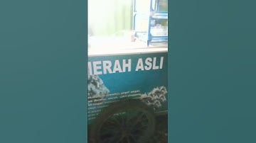 susu jahe merah asli || asli segernya #shortsvideo #kuliner #shorts