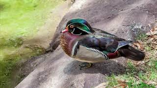 Original 4K Video: Birds of the Blue Ridge Mountains