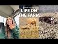 OMG! Baby Calf Born on the Farm 🐄 | Straw Karting, Angus Cows & Winter Prep | Women in farming