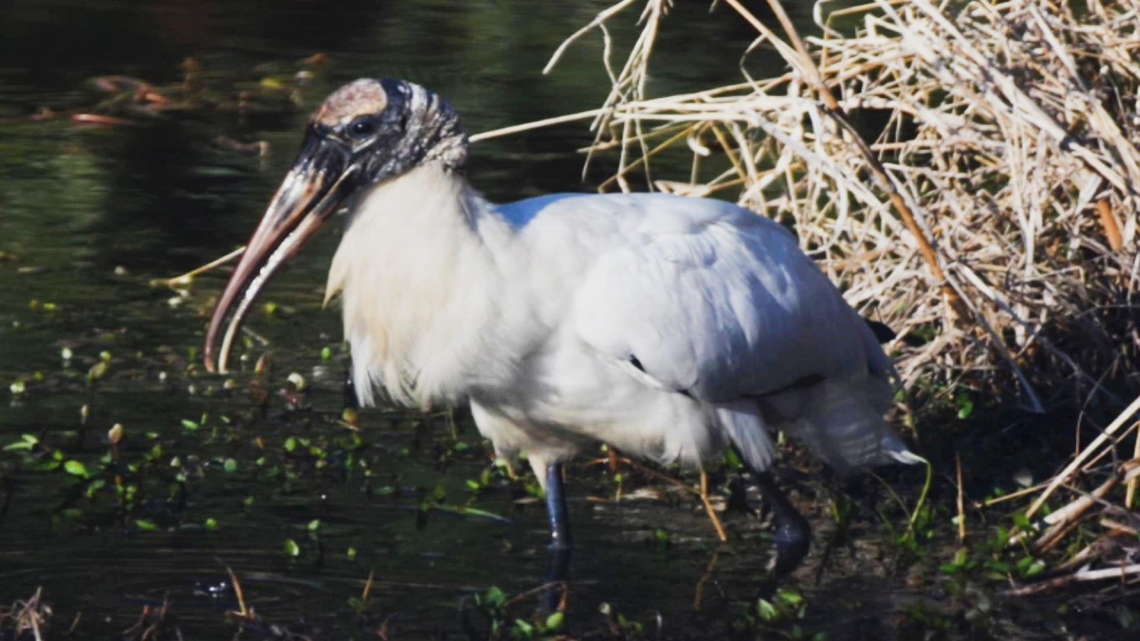 A Wood Stork Covers the Perimeter of Honesty Lane Lagoon. In Search of Nutrition.