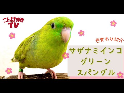 こんぱまるTV】サザナミインコの色合い紹介！【グリーン