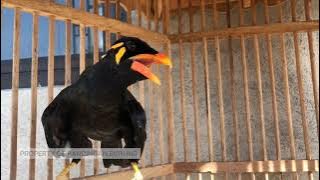 PANGGILAN SUARA BURUNG BEO GACOR SORE HARI