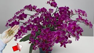 Download Lagu Plaats een stukje onder een bloeiende orchidee! Deze zal plotseling uitbundig bloeien. MP3