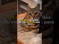Un gato no cambia tu vida de un día para Otro 🐈❤️ #gatos #michis