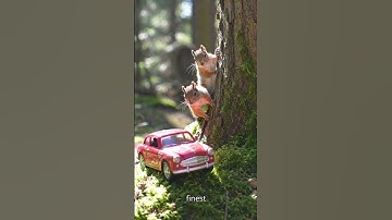 The Cutest Road Trip Ever A Squirrel’s Hazelnut Car Adventure! #squirrel #cuteanimal