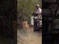 That Eye Contact Lion Safari Shorts Trending Youtubeshorts Dangerous Drivingfails King 