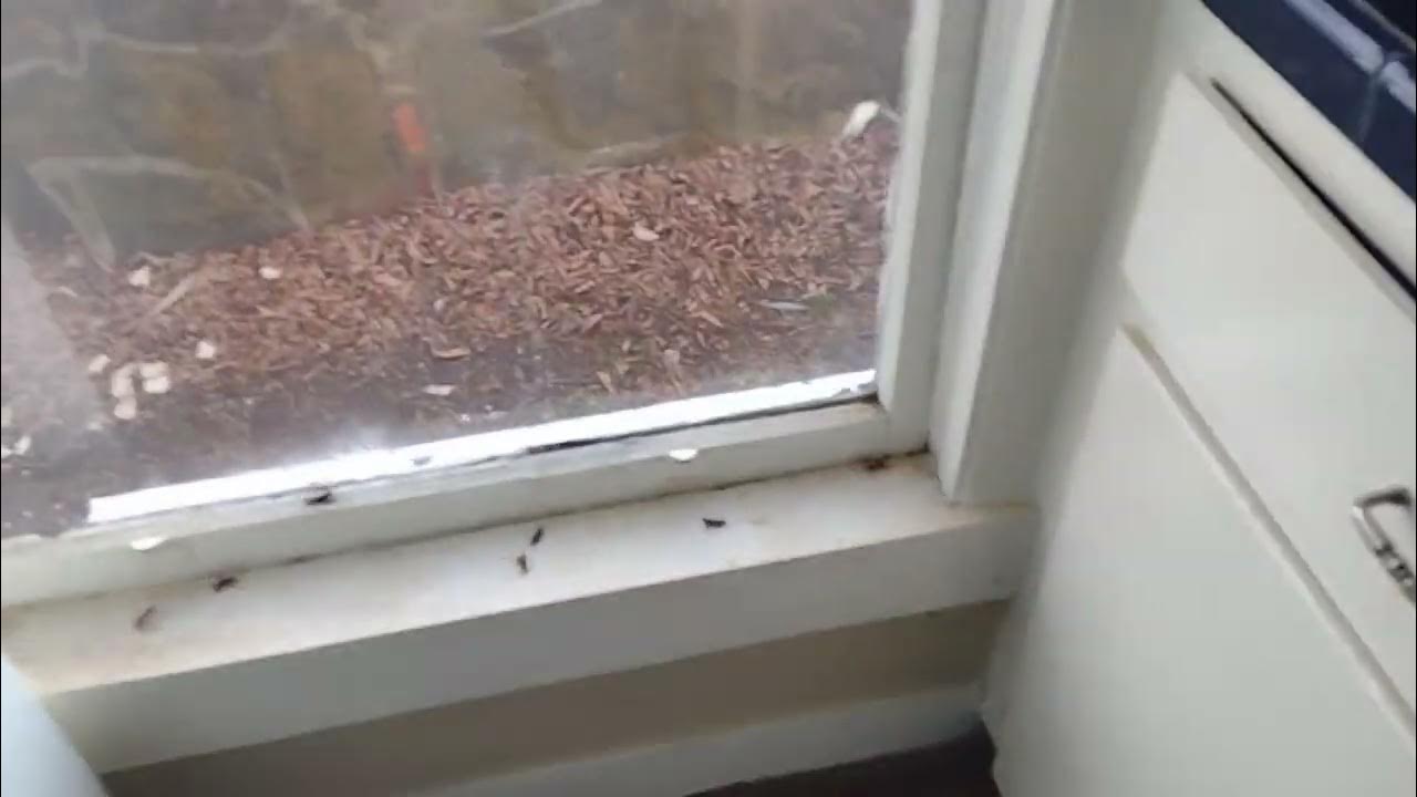 how to kill yellow jackets! YouTube