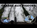 Chasse aux pigeons ramiers