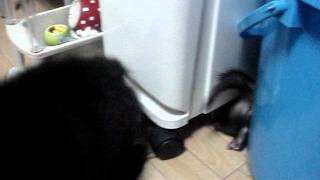 お洋服を着せたフェレット