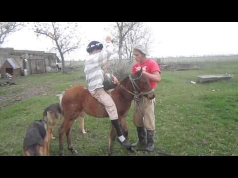 jineteada del potrillo