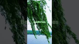 Healing Sleep Music | Deep Relaxation Mind Calm Sounds #calm #naturebeauty #shorts #naturei6c