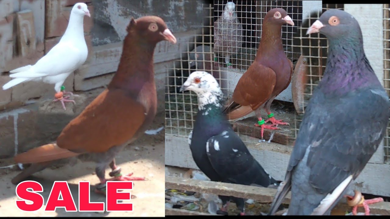 Good Quality Breeder Pigeons Call 7009585759 Malerkotla Punjab
