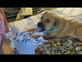 Puppy unwraps entire present himself