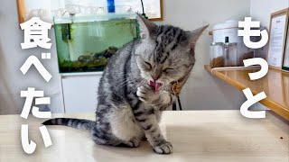 あいちゃん食欲V字回復 #猫 #アメリカショートヘア