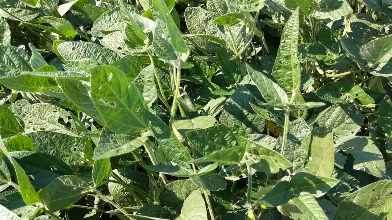 Double crop sorghum sudangrass