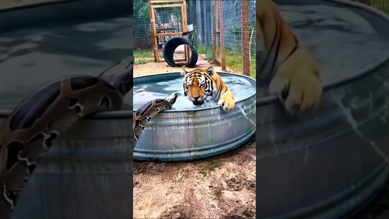 Huge Python Scares Tiger Out Of Pool 
